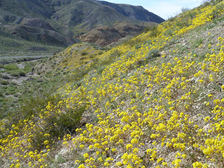Recent rains have brought Death Valley into full bloom. Photo courtesy Death Valley National Park.