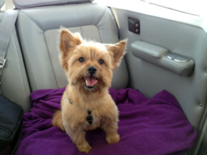 Lilly, a Pomeranian/Yorkie mix, in her seat in the Cessna 182 that crashed on Sherwin Creek Road Saturday, May 24.