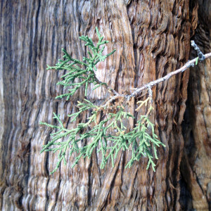 Western Junipers found on the Valentine/Sherwin Lakes Trailhead are among the largest specimens to be found anywhere throughout the MLTS and Eastern Sierra. Photo courtesy: Thomas Sandor.