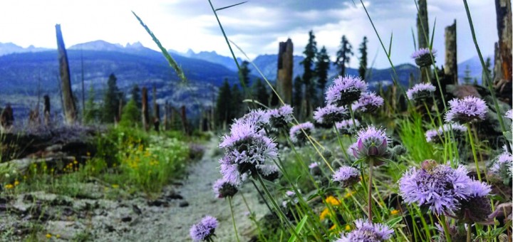 Pennyroyal, Mammoth Pass. Photo courtesy: Peter Muehmel.