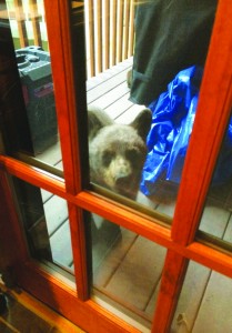 This 7-month old cub recently got in to a house through a kitchen window. Photo courtesy: Steve Searles.
