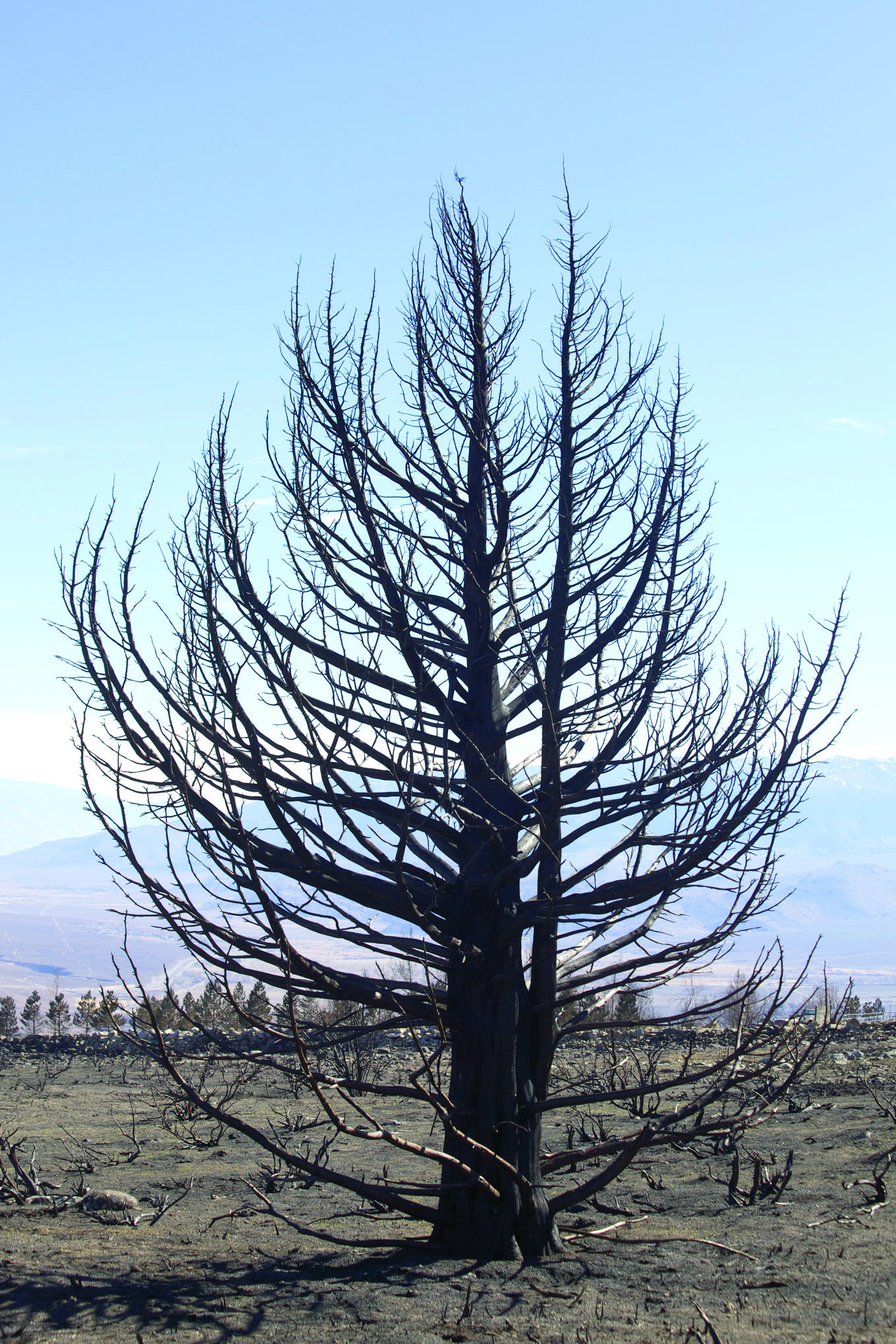 Scorchedtree web