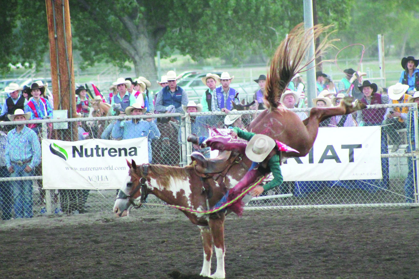 Rodeo1 web