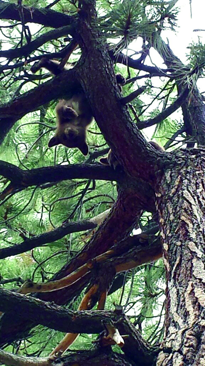 Bear hanging edit web