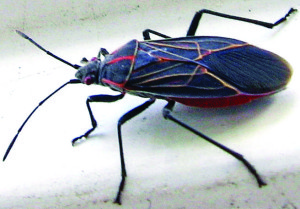 A boxelder bug. Photo courtesy: Sheet staff.