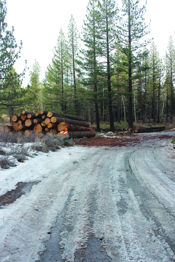 Logs After_Sarah Rea edit web